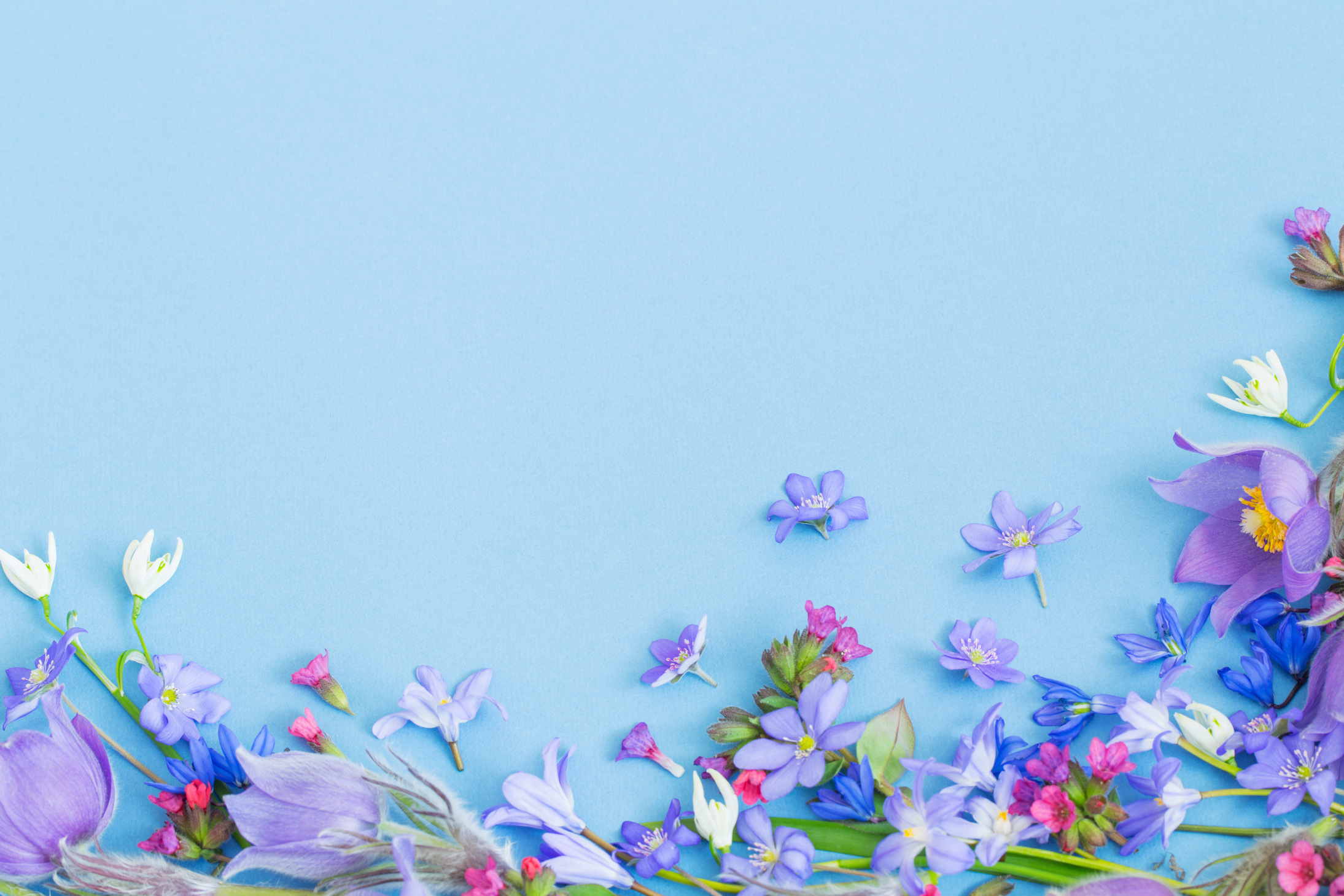 spring flowers on blue background