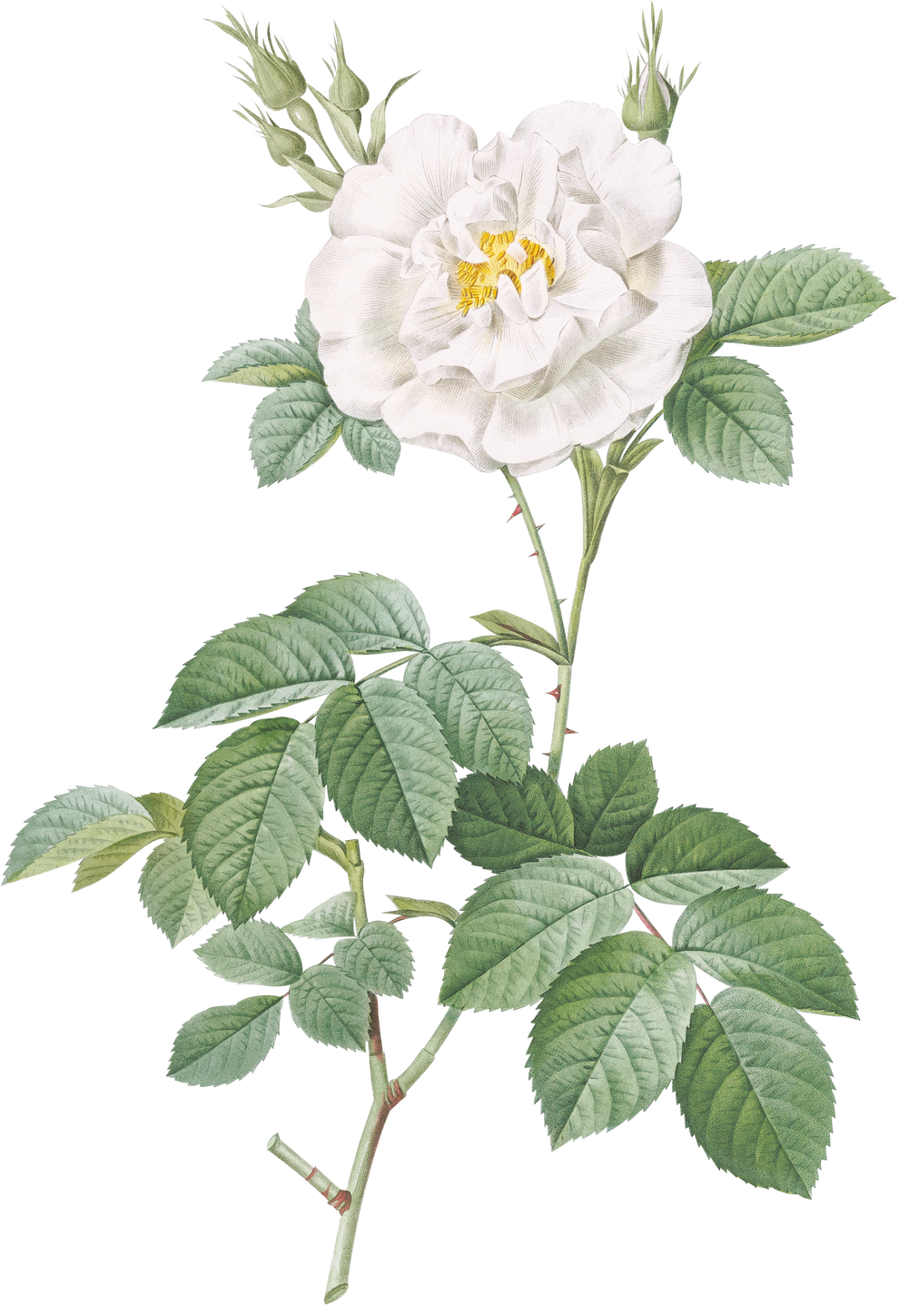 Vintage Ordinary White Rose Transparent Png