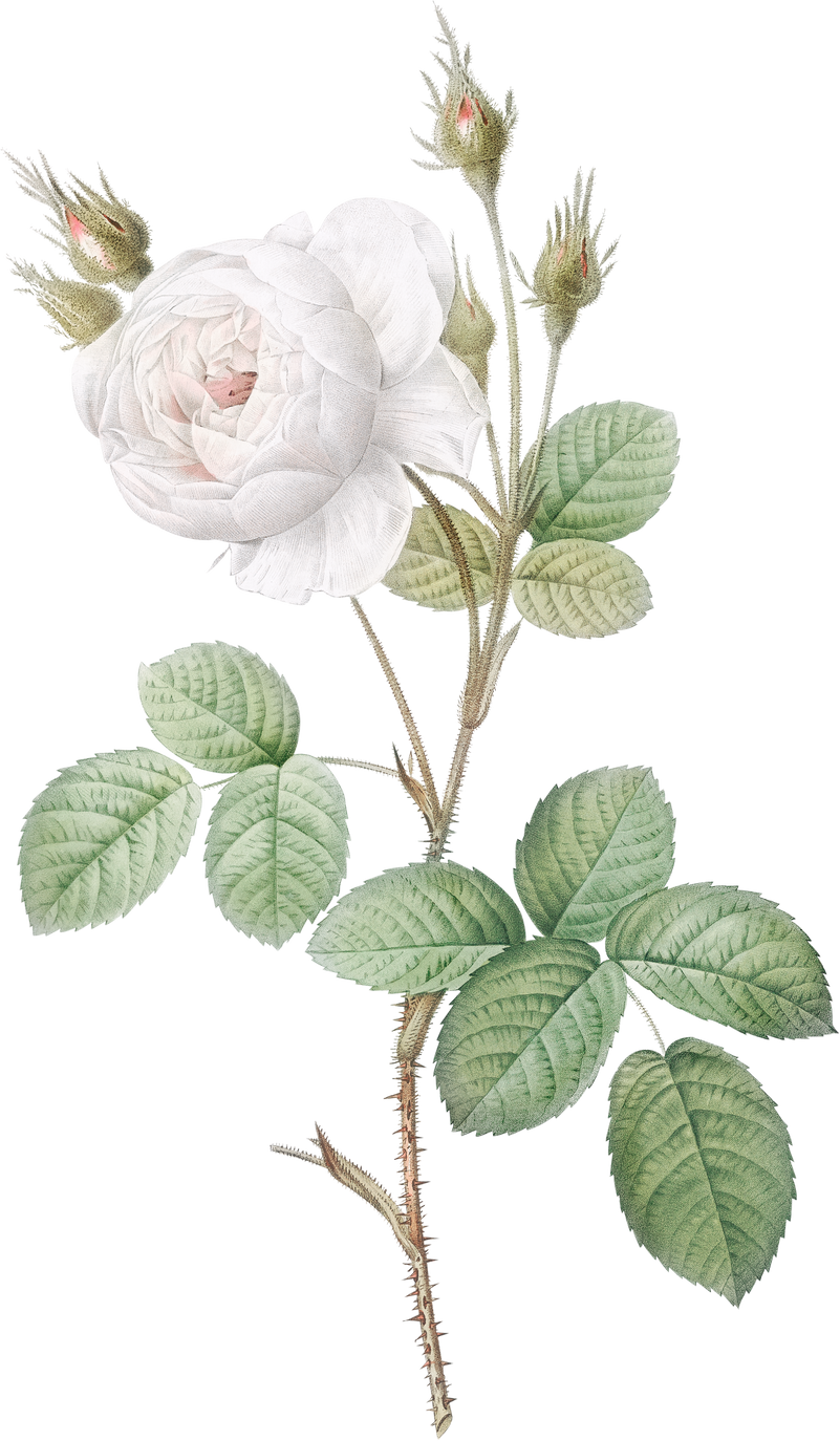 Vintage Blooming Moss Rose Illustration