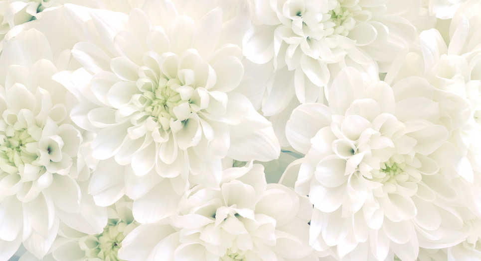 White flowers background